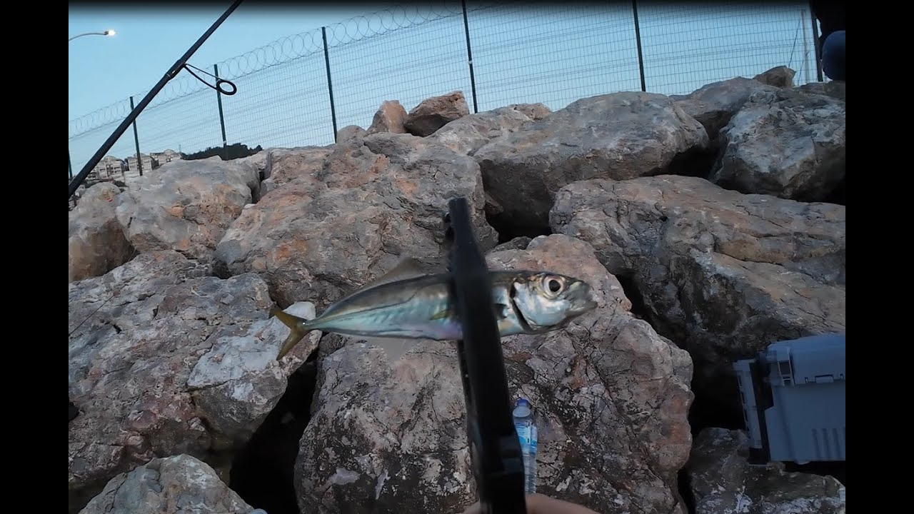 İstavrit Tutmaktan Yorulduk! LRF Bu Sefer Çok Bereketliydi | 02.06.2025 #fishing #carpfishing #fish