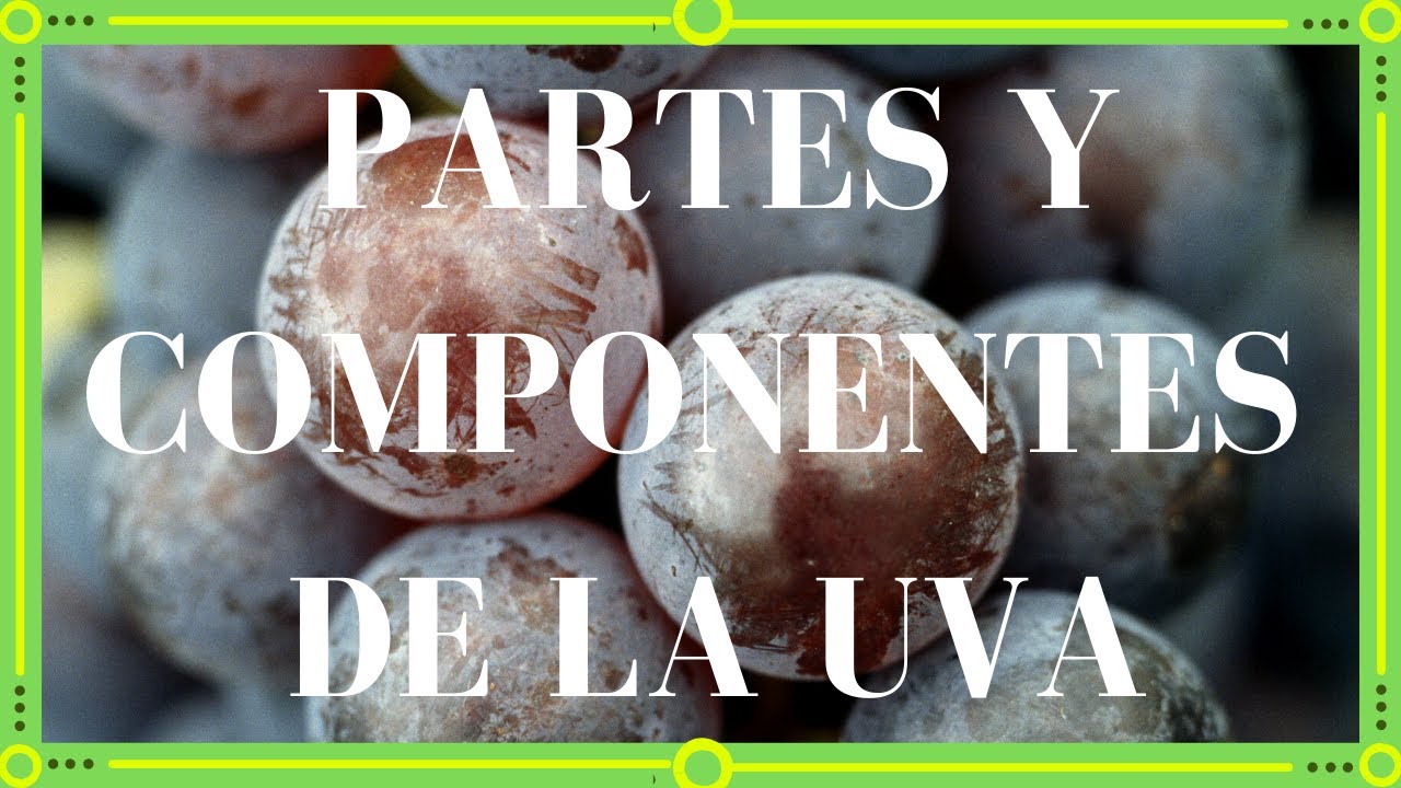 🧬Partes Y COMPONENTES de la UVA🍇[COMPLETO✅]▶[EXPLICADO]