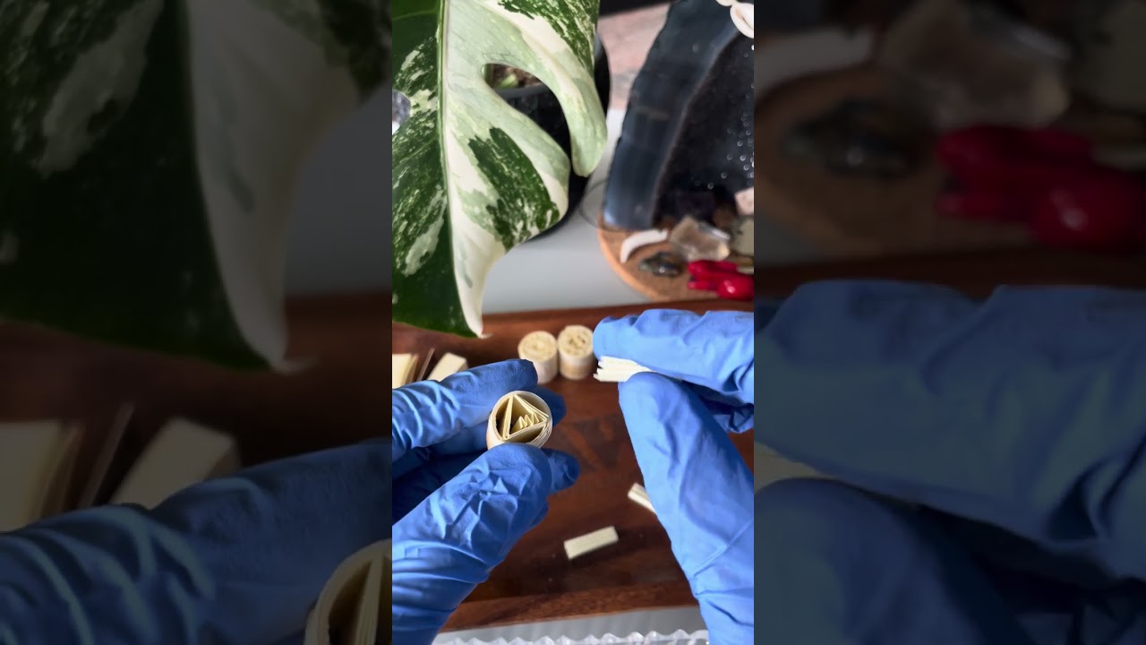 Mastering the Art of Filter Tip Rolling: Step-by-Step Tutorial Patrick Star - Easy