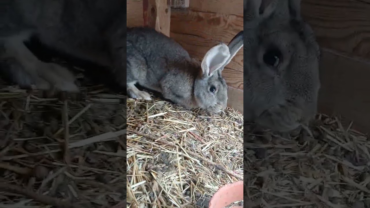 Hodowla królików i plany o kupnie nowych samic.