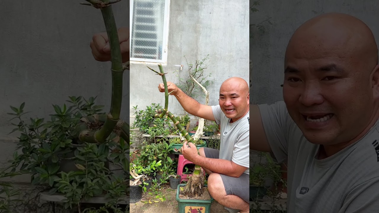 Bonsai Tre Bàn Trà 