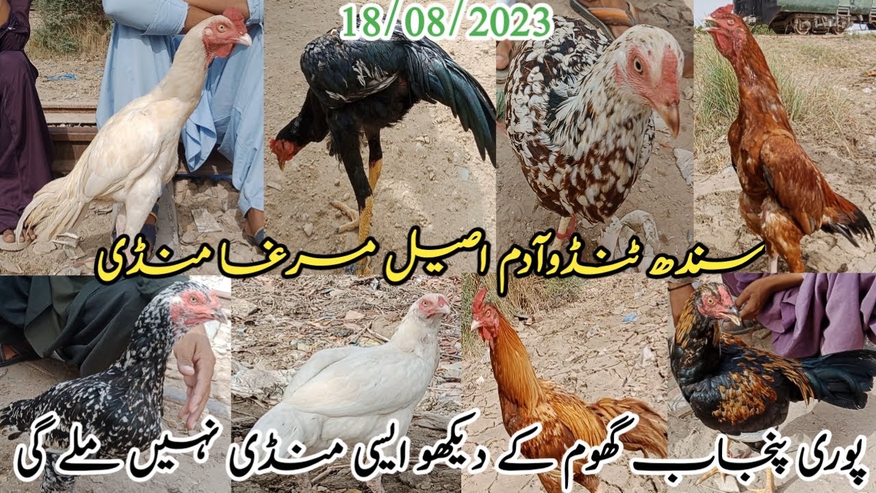 aseel murga mandi 2023 |sindh Tandoadam mandi Update