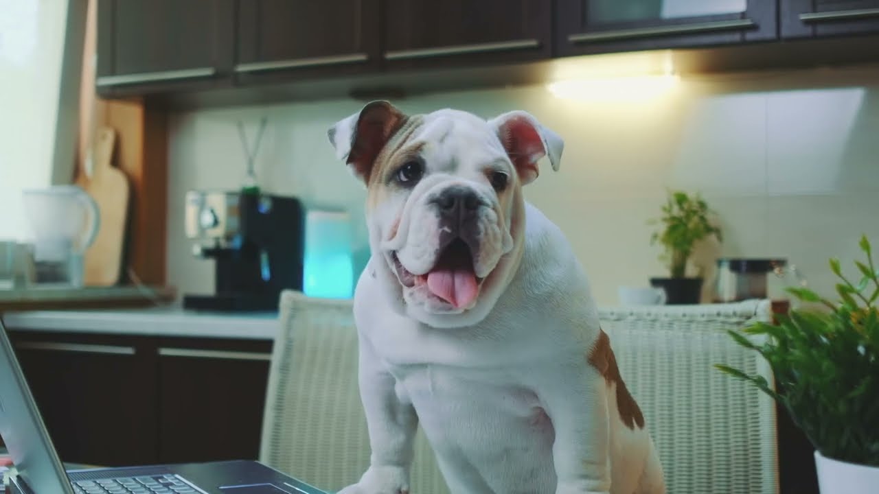 5 Hours of Relaxing Acoustic Guitar Music with Cute Dogs - Perfect for Study, Focus and Relaxation