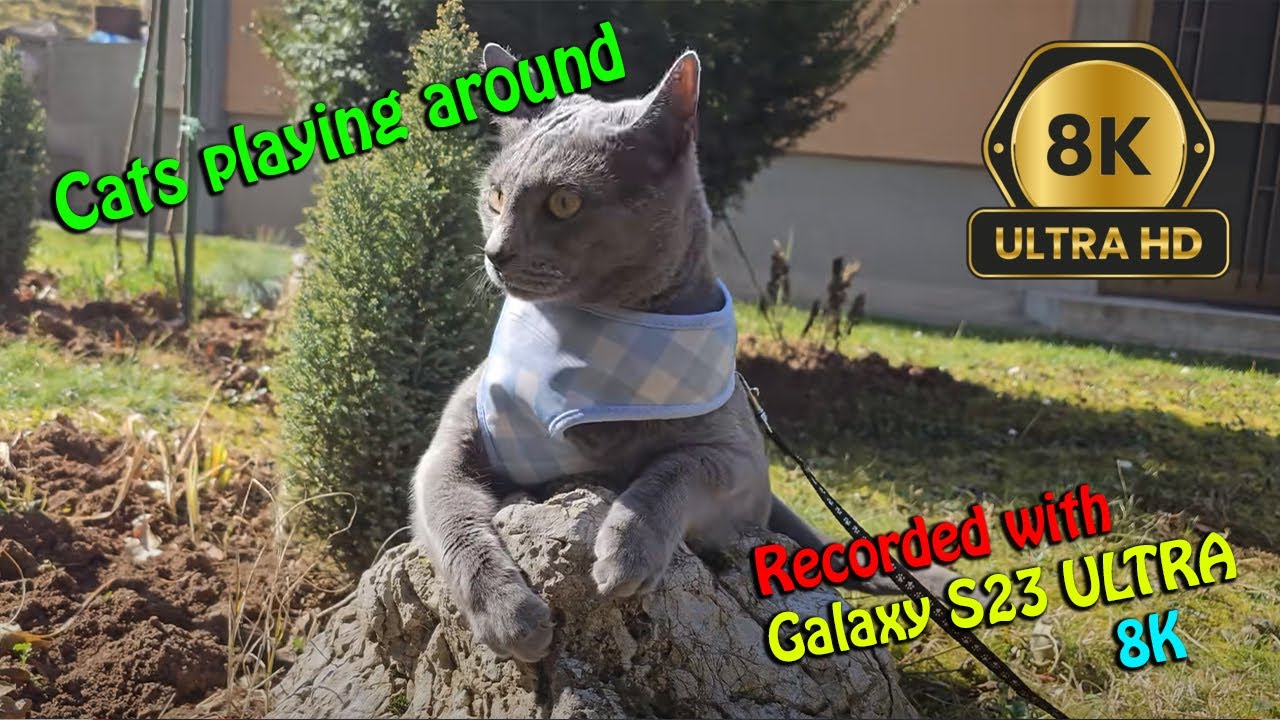 Russian Blue Cat play with another cat / Shouting on Galaxy S23 Ultra 8K / Direct sun light