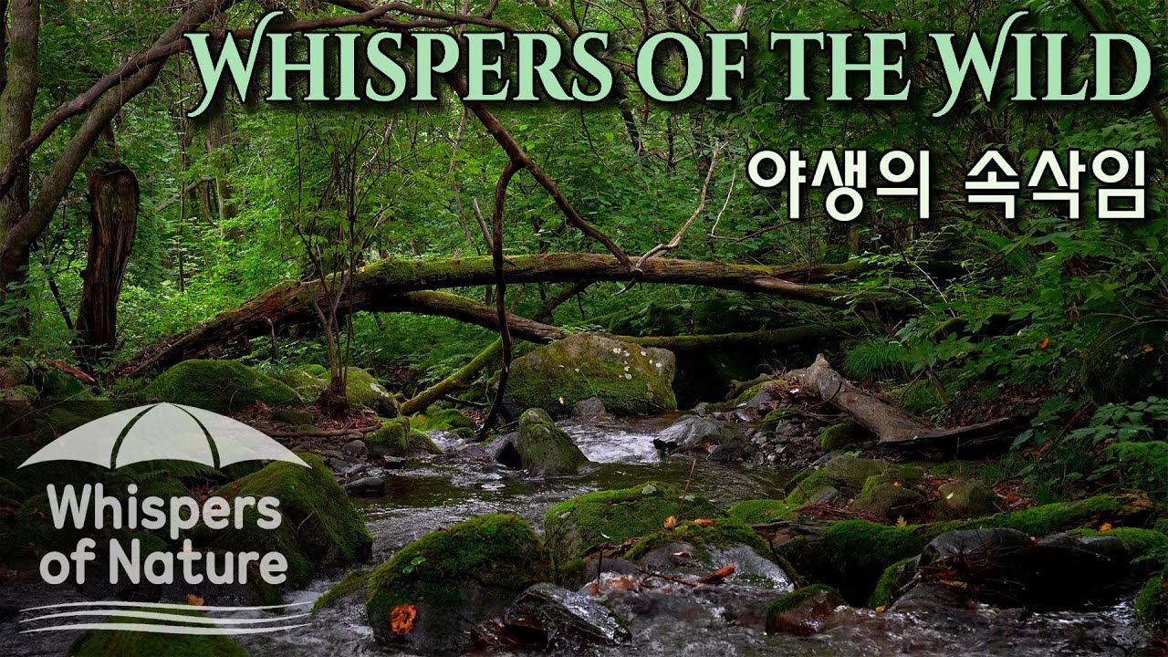 Глубокое лесное ущелье | Звуки природы, исцеляющие душу