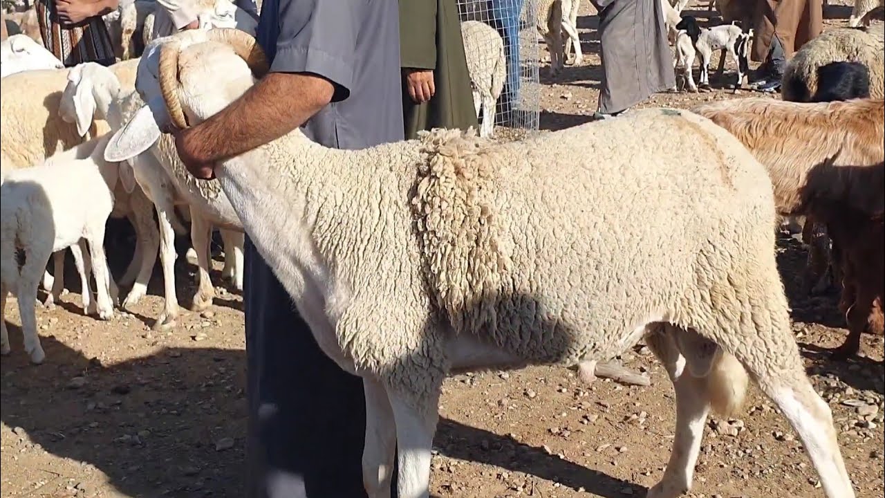 أسعار المواشي في الجزائر من ولاية الجلفة 15 أكتوبر 2025 تراجع محسوس في الأسعار اليوم