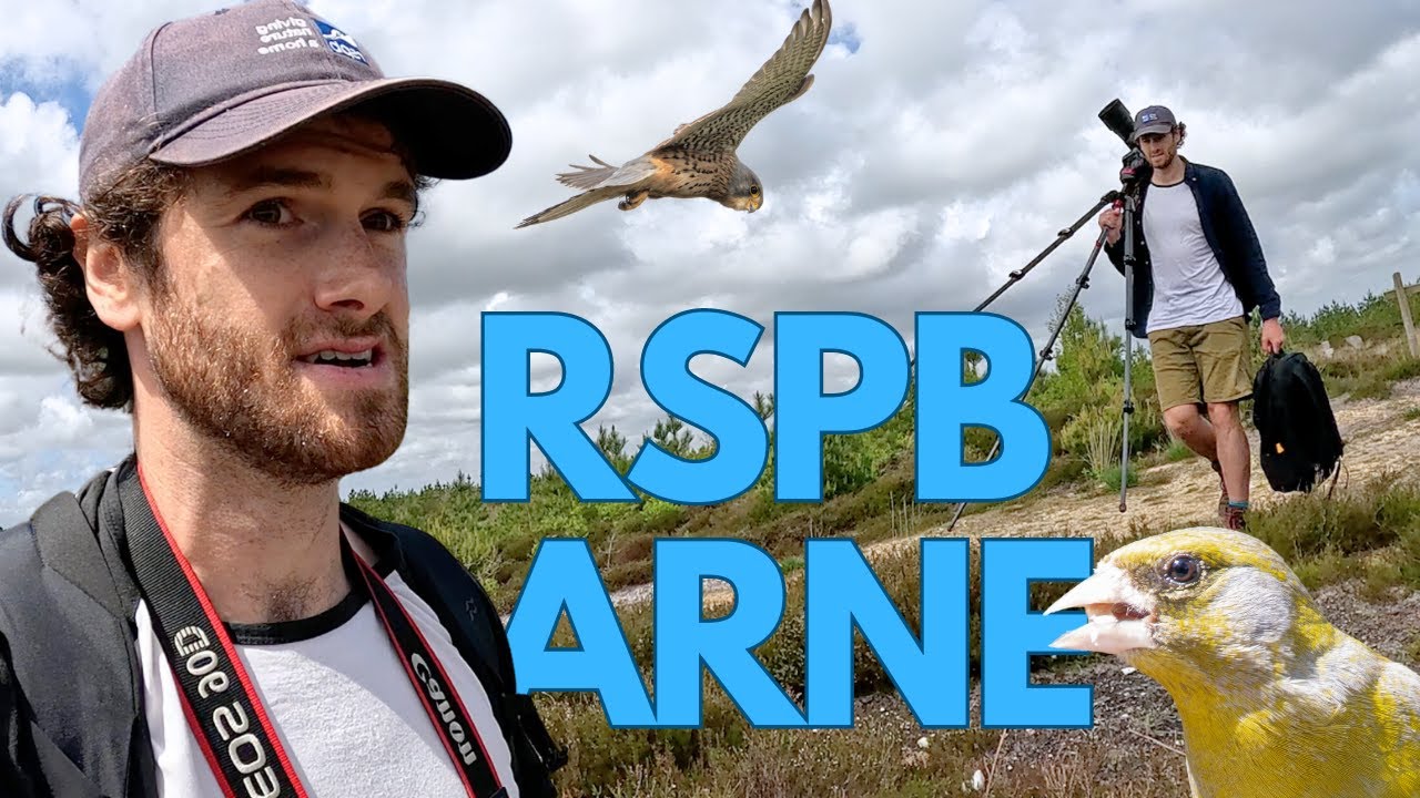 Birdwatching at RSPB Arne