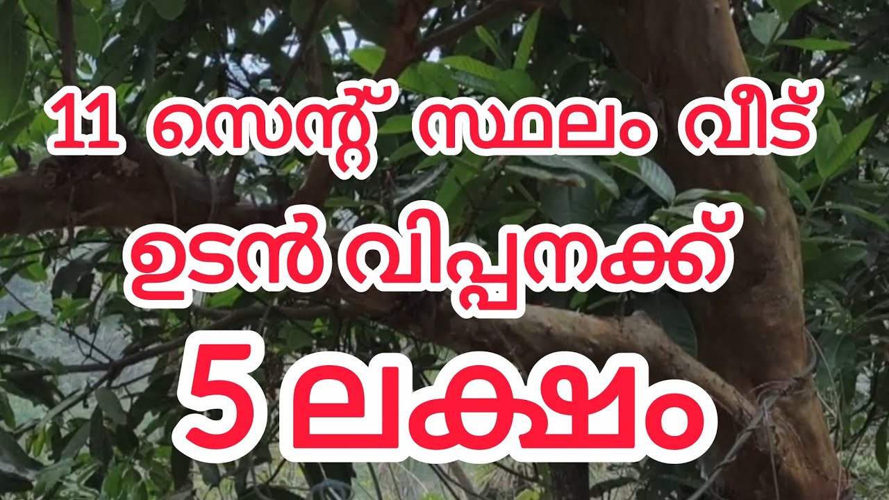 11 സെന്റ് സ്ഥലം വീട് 5 ലക്ഷം#vairal #kerala #land #keralaproperty #housenlands #keralareels #villa 