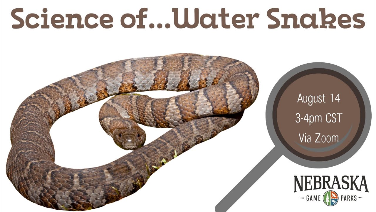 Science of...Water Snakes