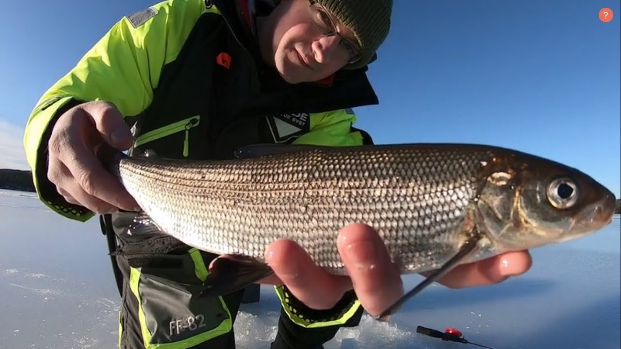 Solo podlod&oacute;wka Sieja i okonie 🎣