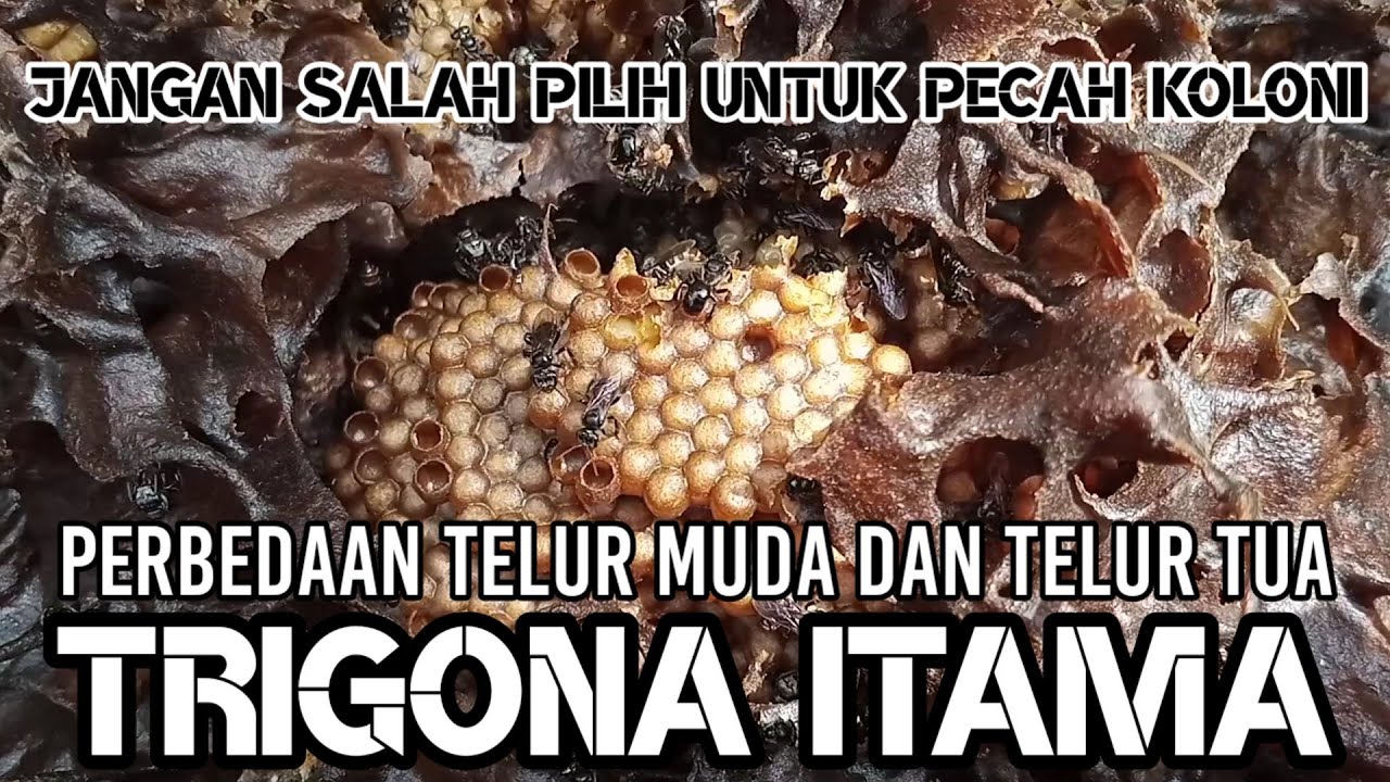 Perbedaan telur muda dan telur tua TRIGONA ITAMA
