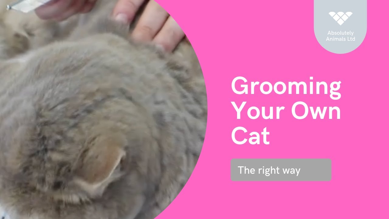 How to Groom a Short Haired Cat Professionally | Absolutely Animals
