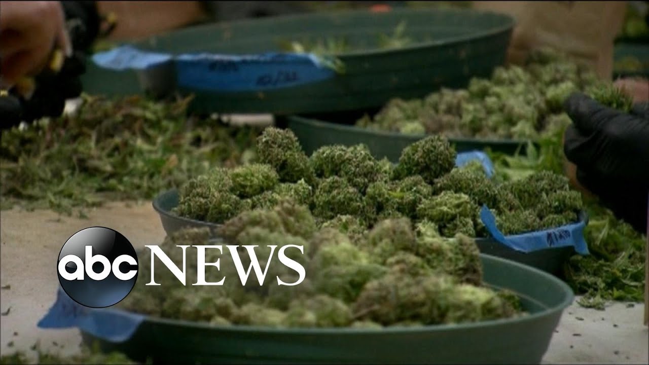 Marijuana Remains Illegal Under Federal Law