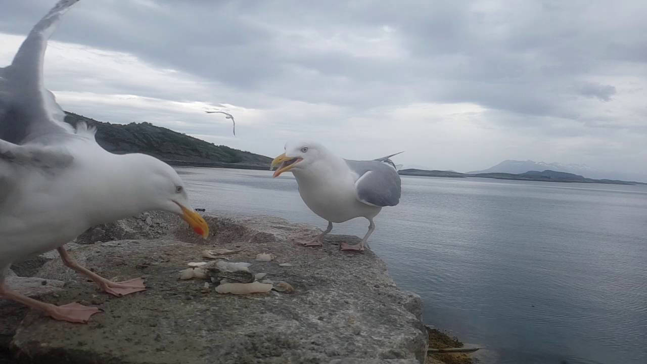 Hungry norwegian seagull