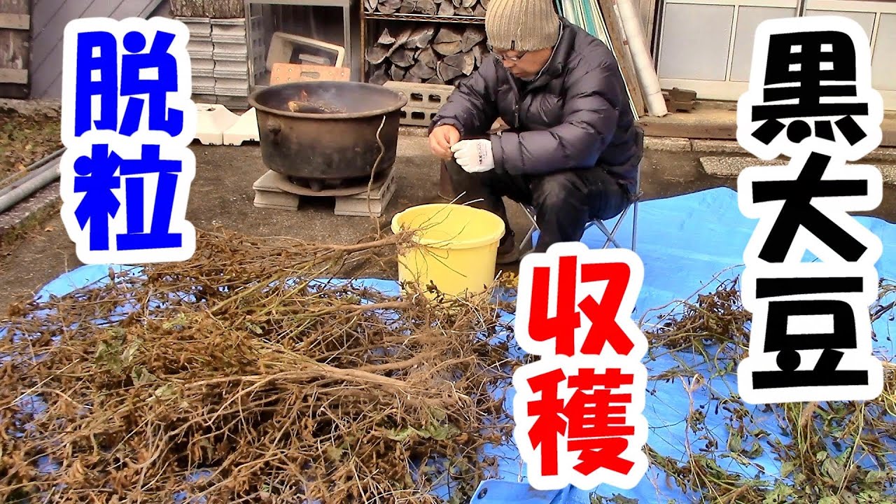 黒大豆 収穫 脱粒作業　2023.11.15