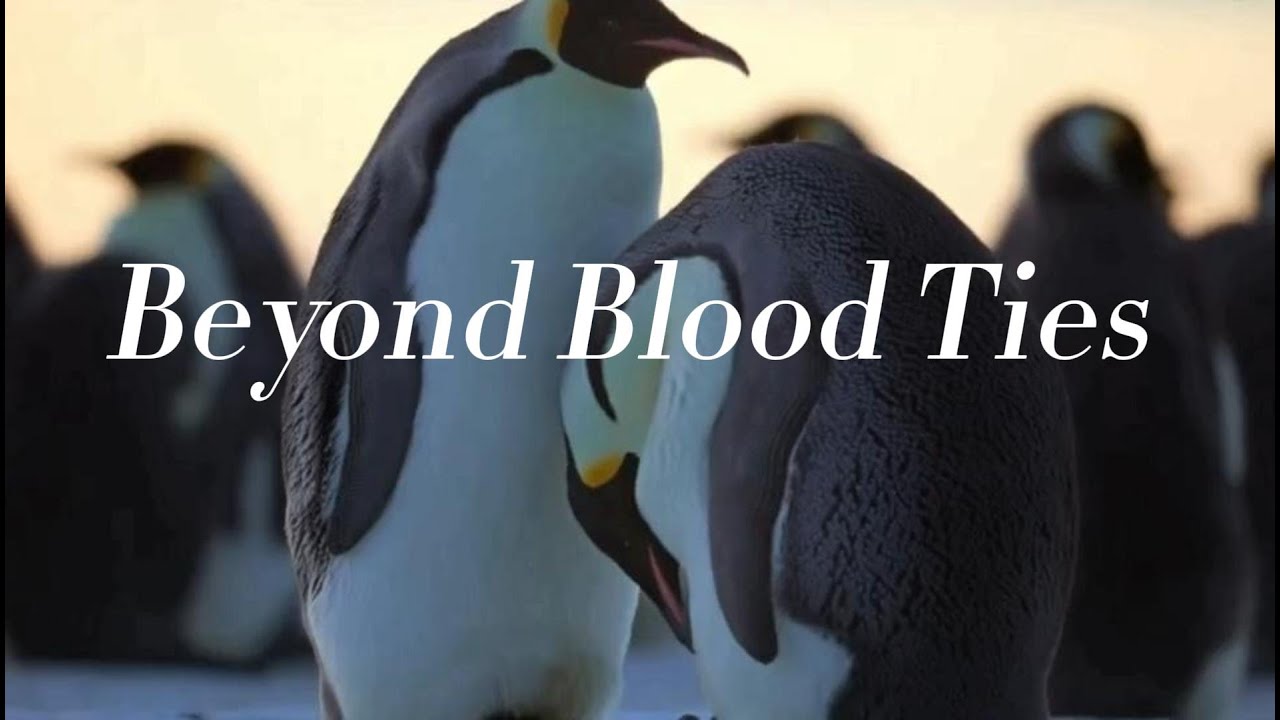 Beyond Blood Ties: How a Stranded Emperor Penguin Chick Defied All Odds to Rejoin Its Herd