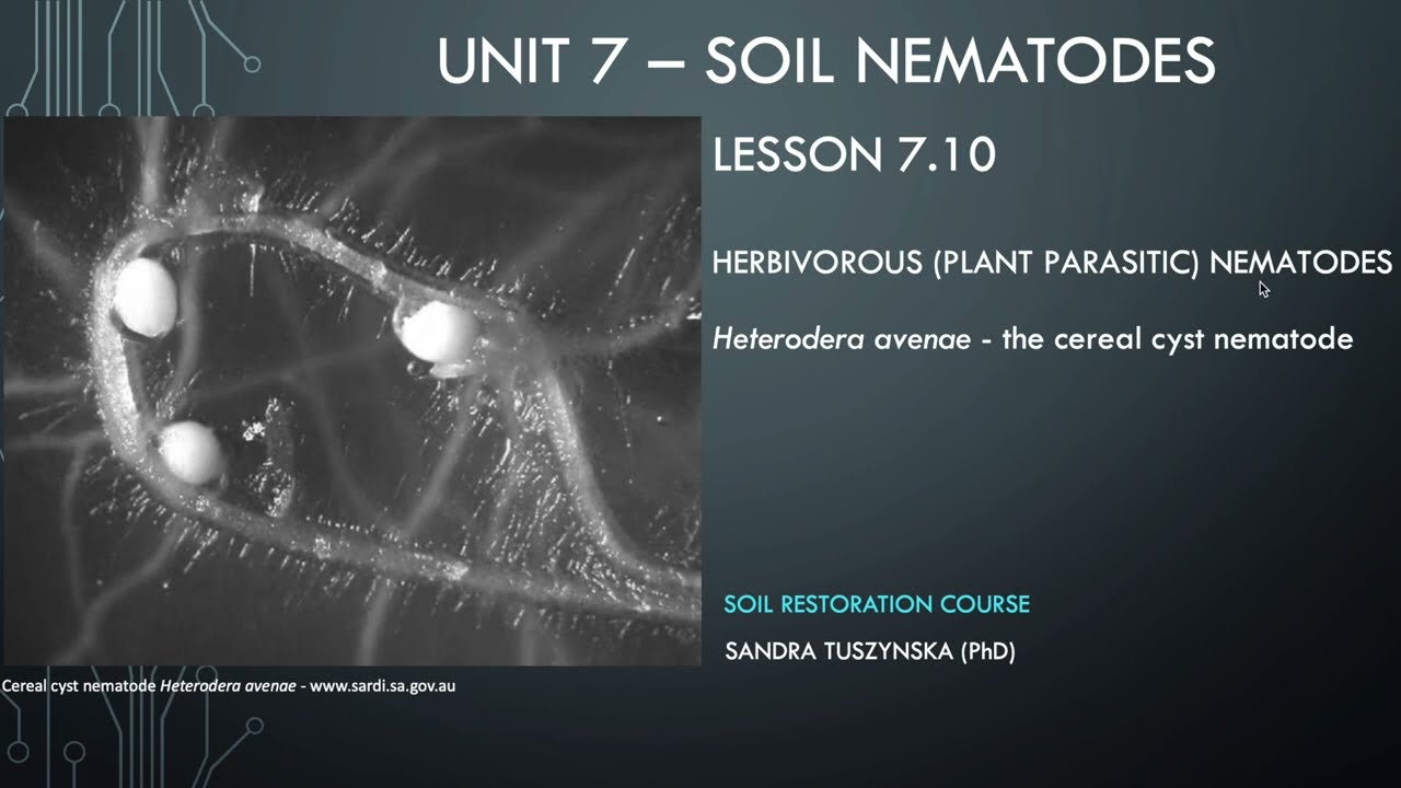 Lesson 7.10 - Plant parasitic - Cereal cyst nematodes
