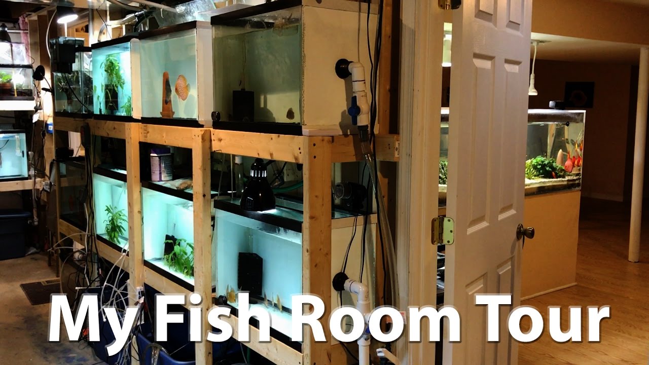 My Fish Room Tour