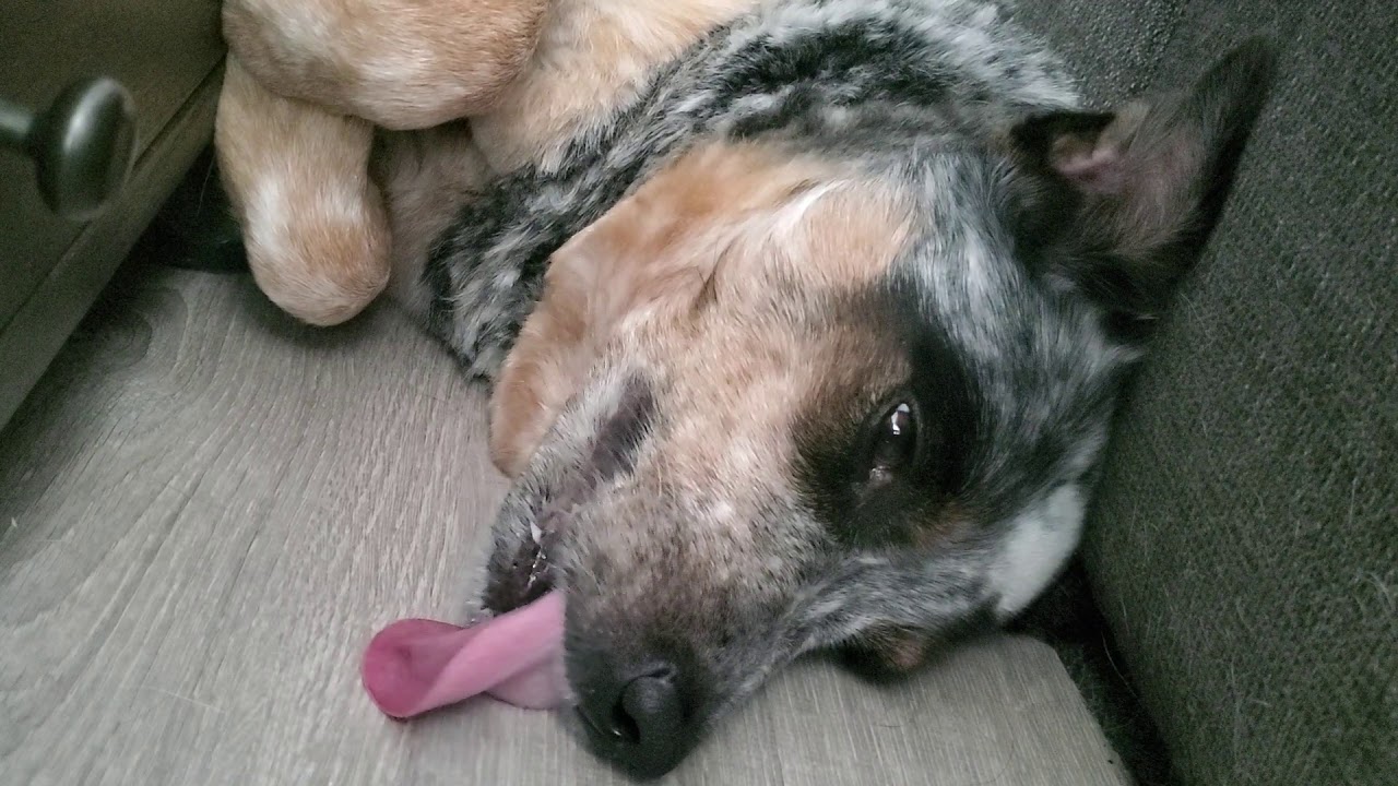 Lazy Dog Licks Floor for 3 Minutes