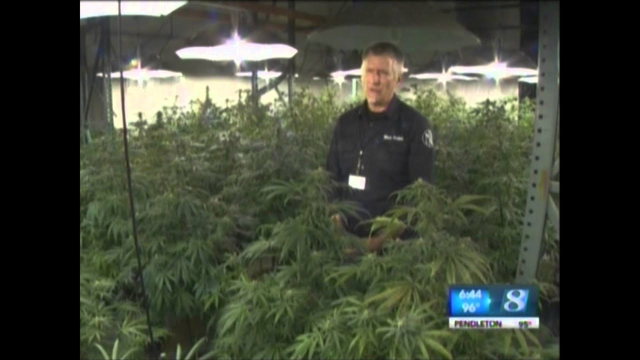 Washington: State Prepares for Opening Day Sales of Social Cannabis on July 8th