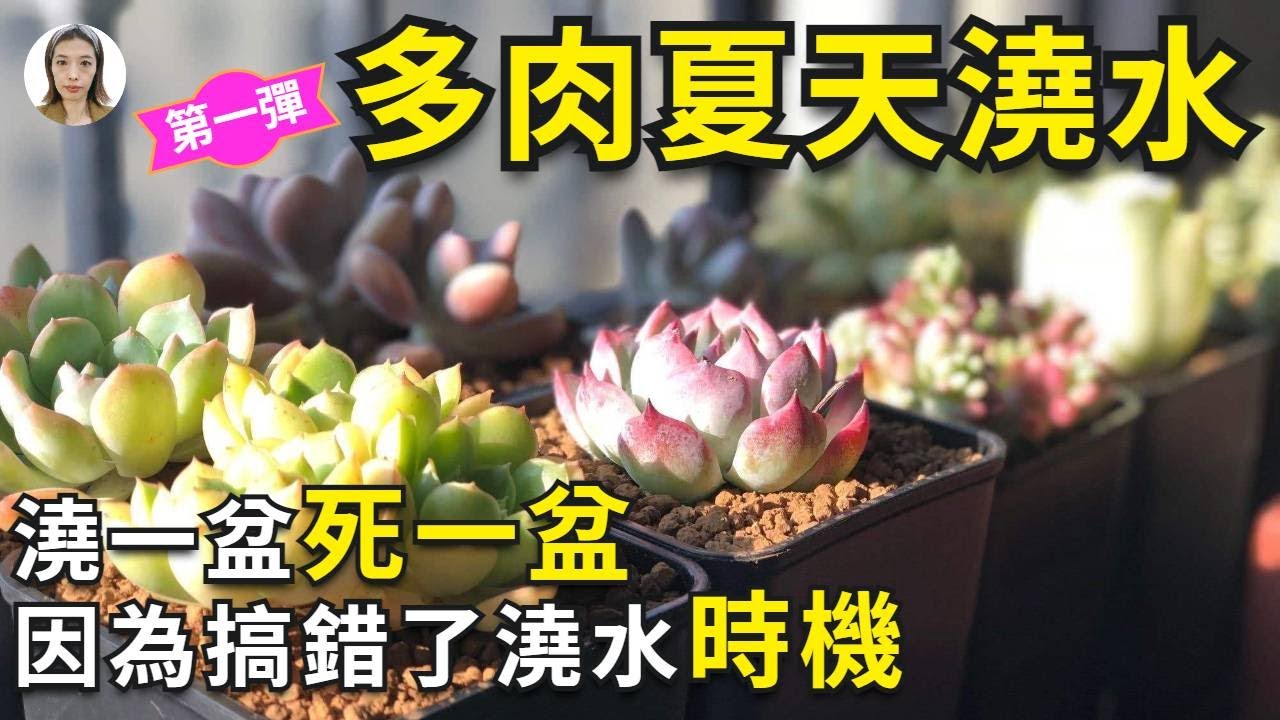 新手養多肉|多肉澆水有5大黃金法則，99%的人經常誤解第四點，怪不得你澆一盆死一盆|花花世界