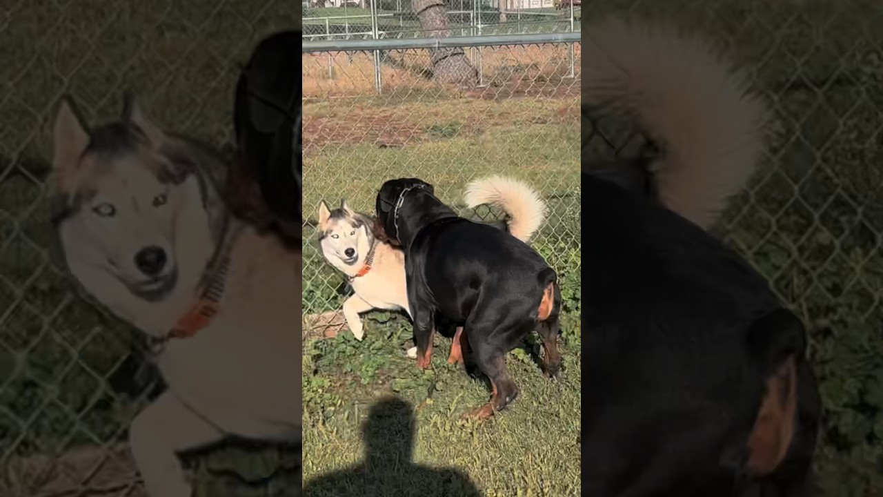 Rottweiler vs Husky 🐾