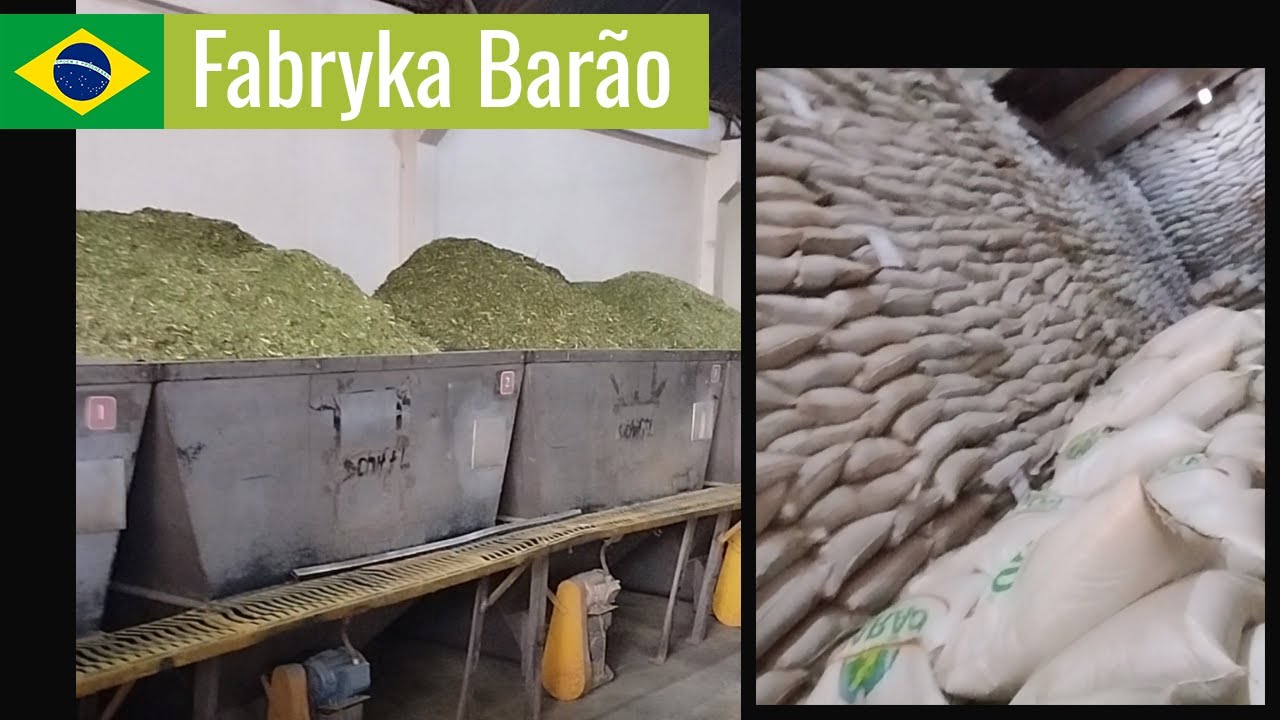 Jak produkuje się Yerba Mate w wielkich fabrykach? Dobre Ziele w Brazylii  •  cz. 2