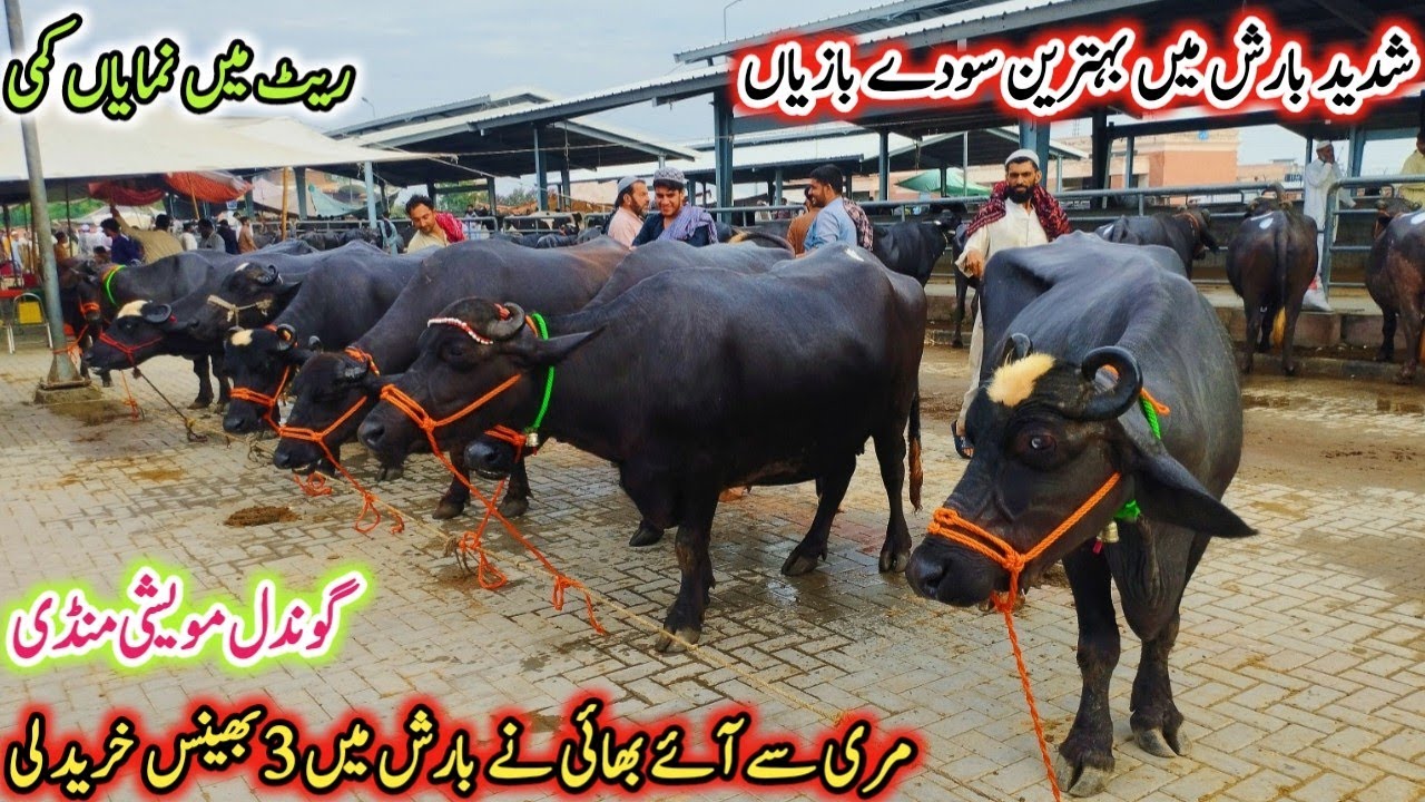 Today Gondal Mandi latest update 19 Aug 2025!Murrah buffalo for sale latest video!cow and buffalo!