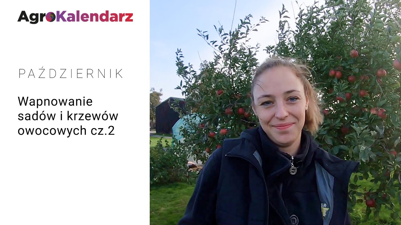 Wapnowanie drzew i krzewów owocowych cz.2