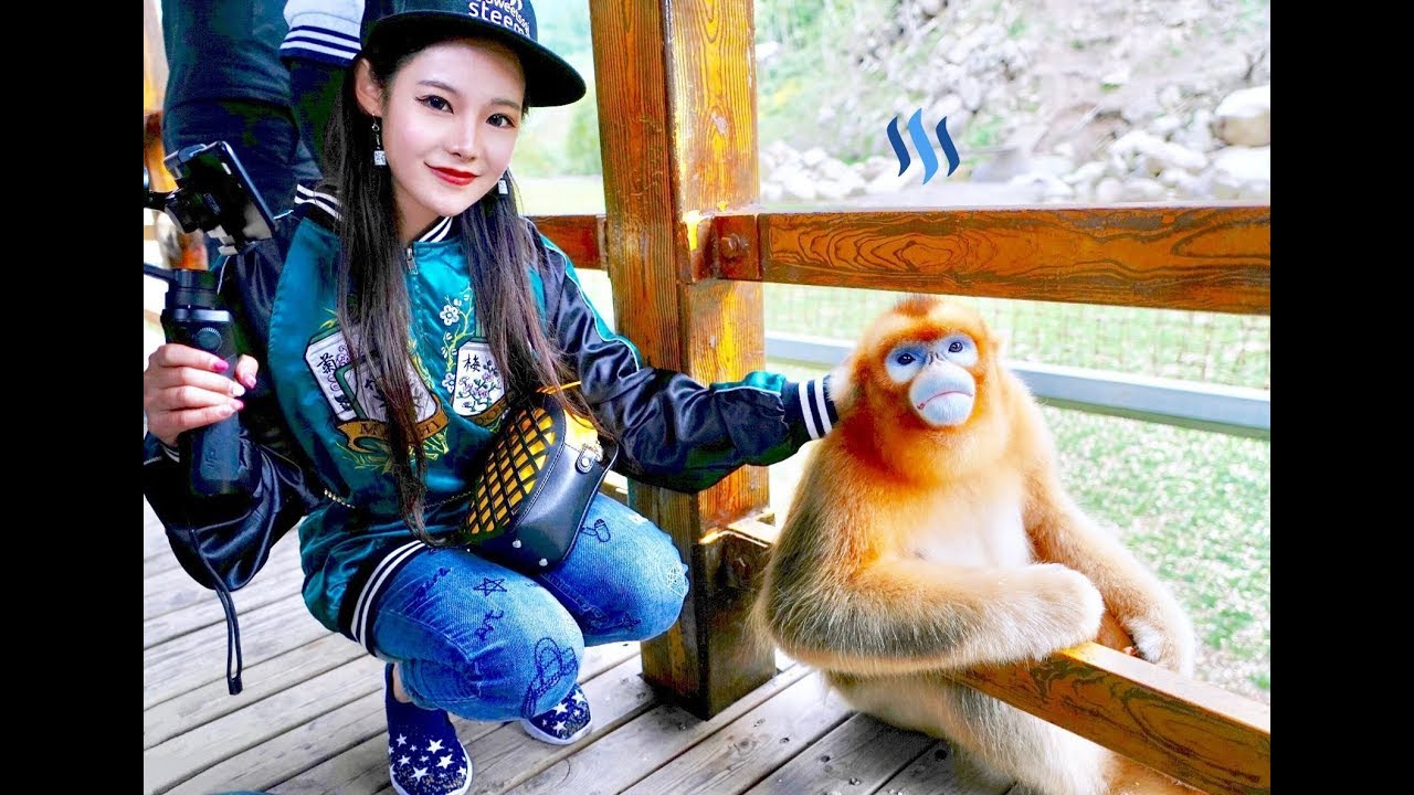 Golden Snub Nosed Monkeys