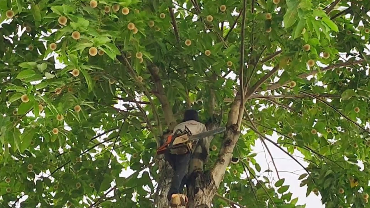 Quá nguy hiểm,  Cưa cây lúc mưa tầm tã / Too dangerous, Sawing trees in pouring rain | T653
