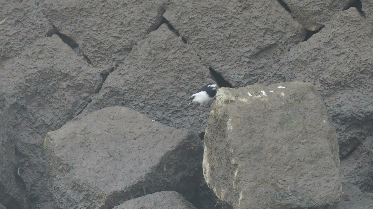 セグロセキレイ20260108e