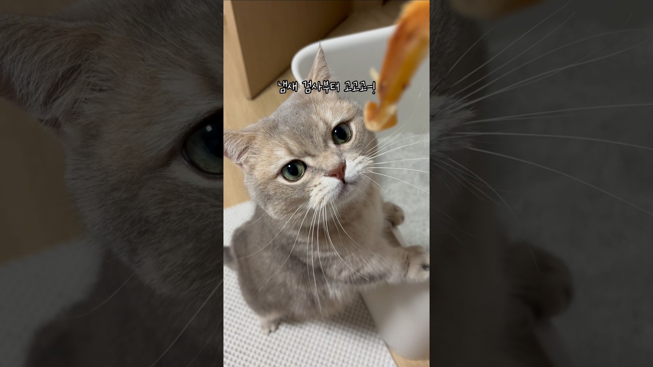 고양이 몰래 간식을 먹으면?