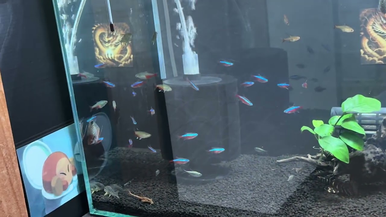 熱帯魚　ベタ　ネオンテトラ　コリドラス　プレコ　熱帯魚水槽一息入れて下さい　#熱帯魚 #水槽部屋 #熱帯魚ベタ #アクアリウム #水槽台 #ネオンテトラ  #コリドラス  # #プレコ 
