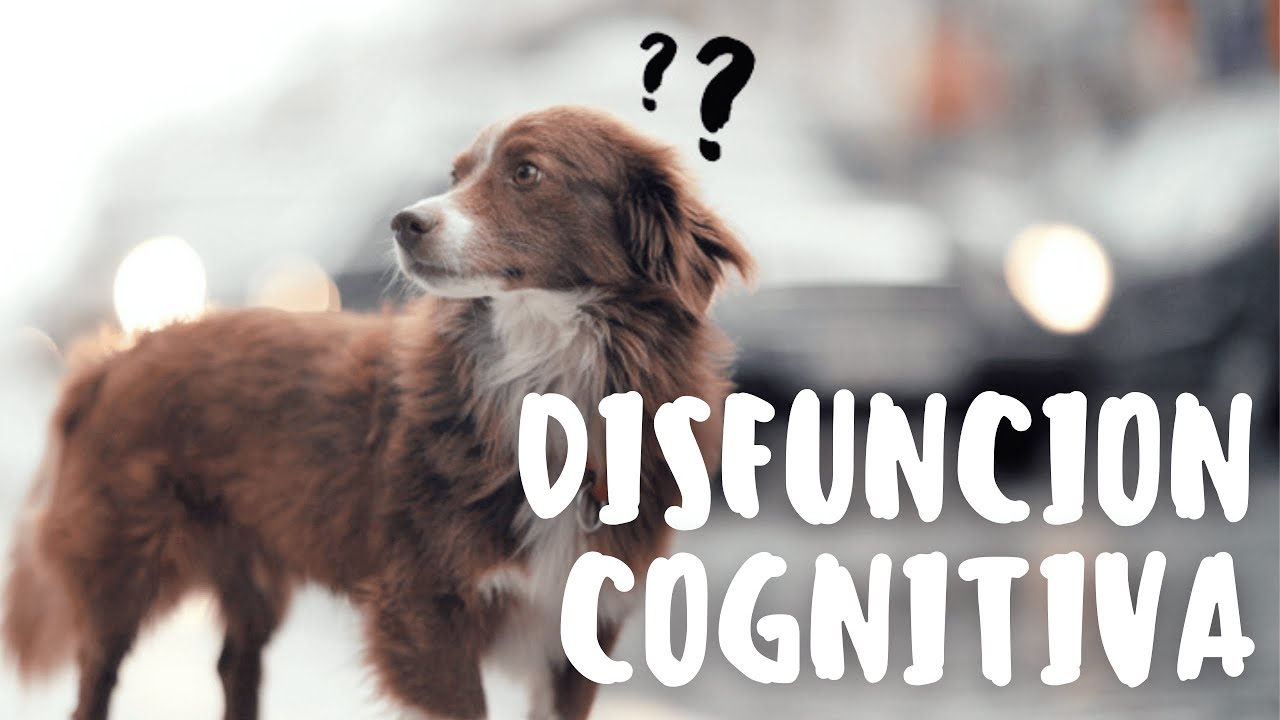 DISFUNCION COGNITIVA EN PERROS