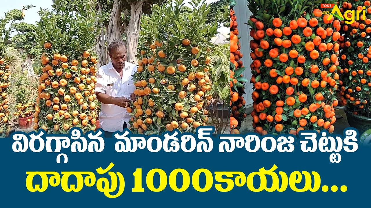 Mandarin Orange Farming | విరగ్గాసిన మాండరిన్ నారింజ.. చెట్టుకి దాదాపు 1000 కాయలు..!! Tone Agri