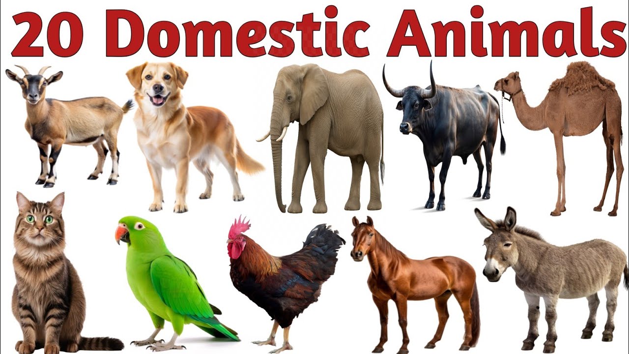 Domestic Animals Name in Hindi & English | Names of pets | Pet animals name | Animals name 