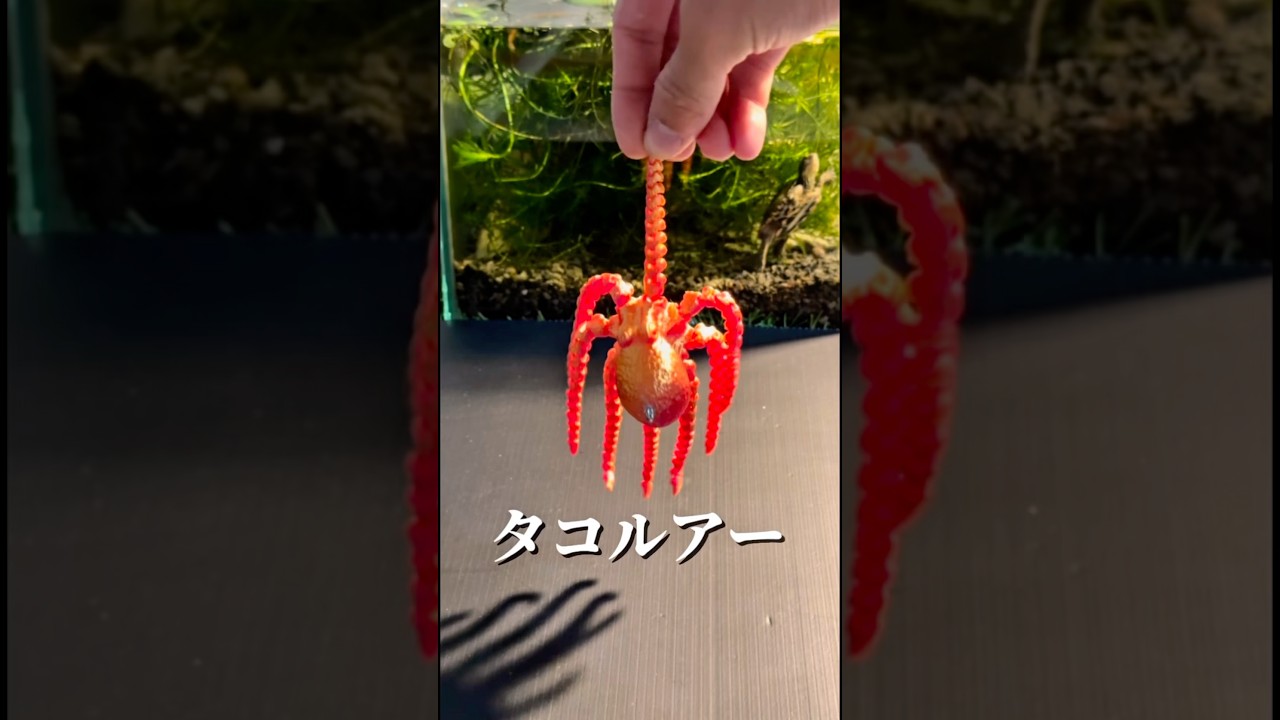 タコさんルアー！？　　　　　　　　　　　#バス釣り #fishing #釣り #つりたろう #rtu