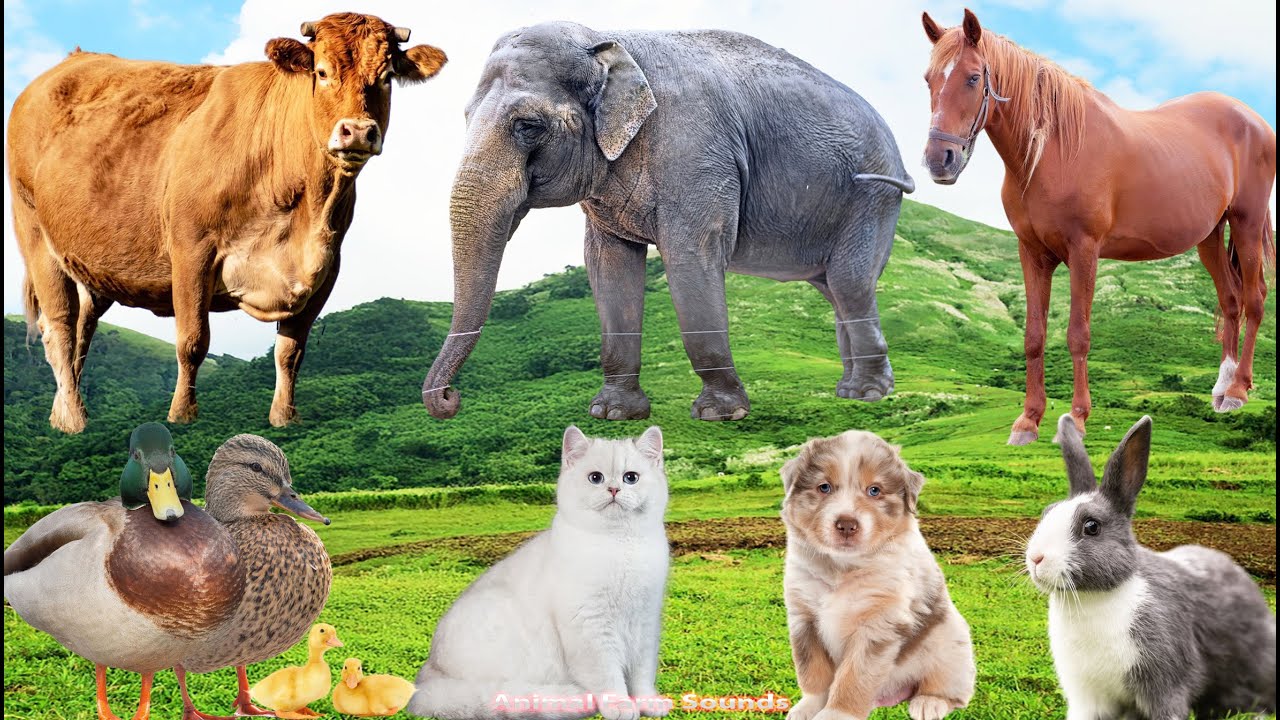 Adorable Farm Animals: Dog, Sheep, Rabbit, Cat, Buffalo, Chicken, Duck & Goat – Cute Animal Sounds