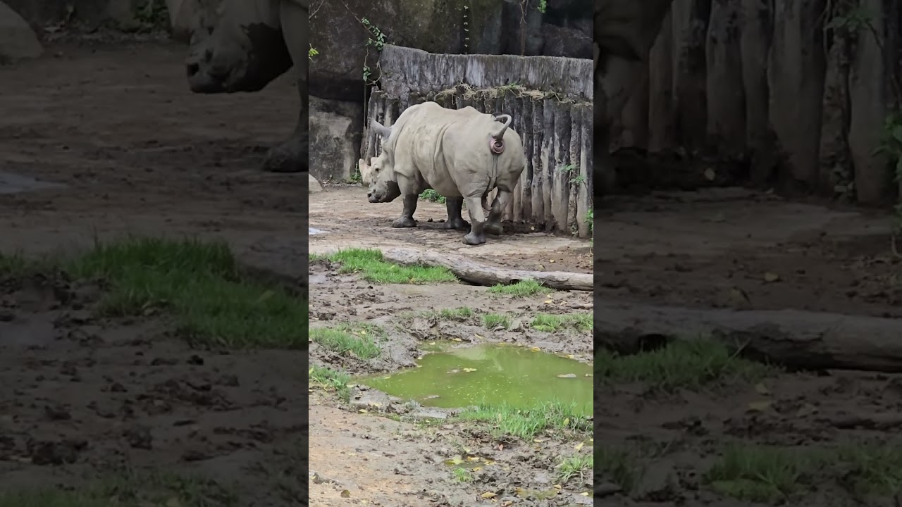 白犀牛White Rhinoceros/Taipei Zoo 