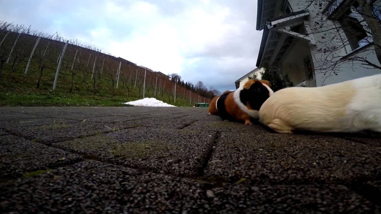 Guinea Pigs Gopro Run