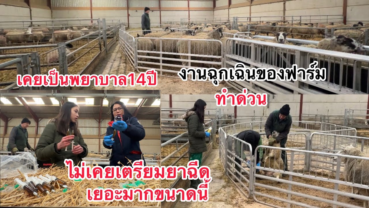 งานด่วนที่ฟาร์ม เสร็จเร็วเปอร์เฟคมากงานออกมาดีจากทีมงานที่เข้ากันพอใจจ้า
