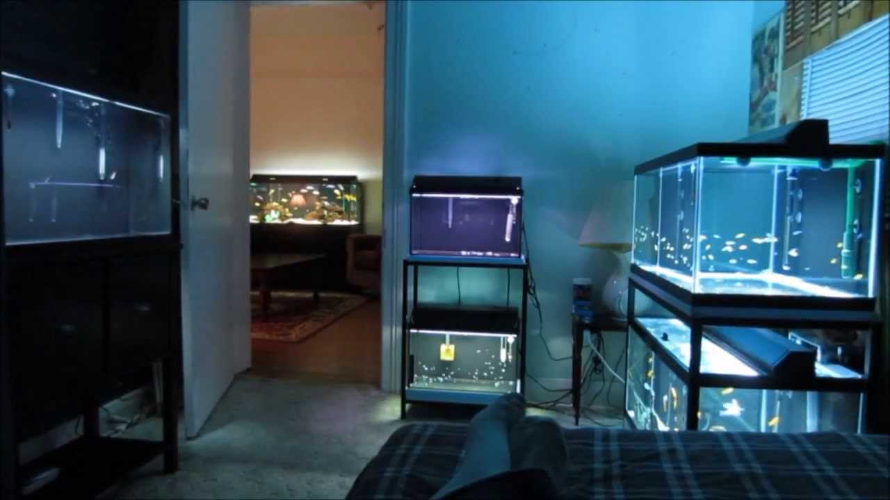 Fish Room Tour