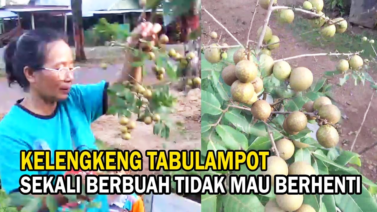 Cara Kami Merawat Kelengkeng Tabulampot Agar Tak Pernah Lelah Berbuah Sepanjang Tahun