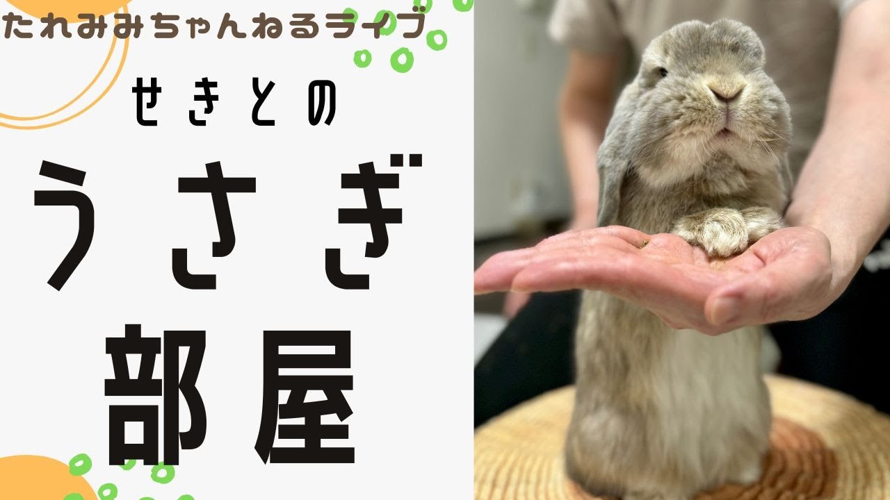 【せきとのうさぎ部屋】ホーランドロップの日常ライブ（2026年3月9日）