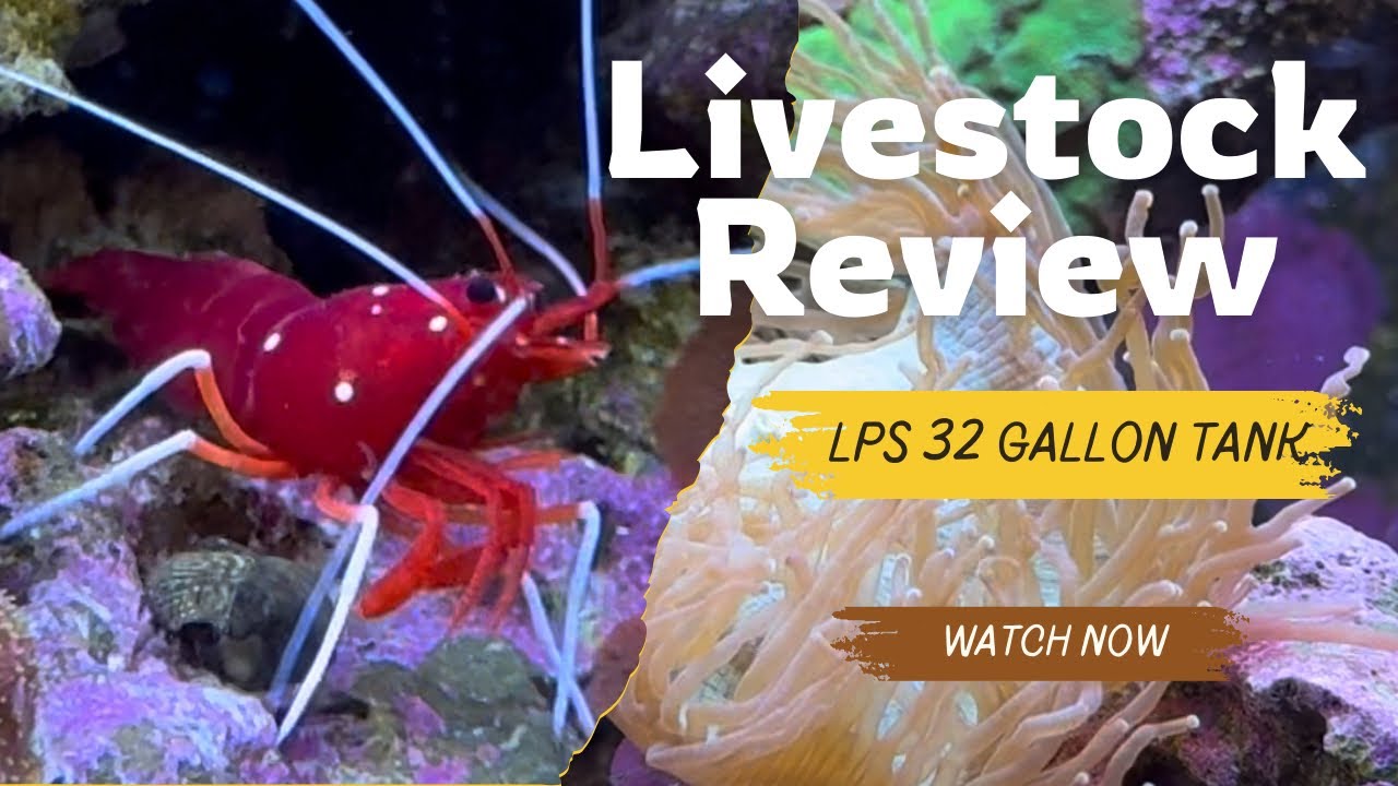 LPS Reef Tank Livestock Revue: Corals, Fish, Inverts in Biocube 32 gallon