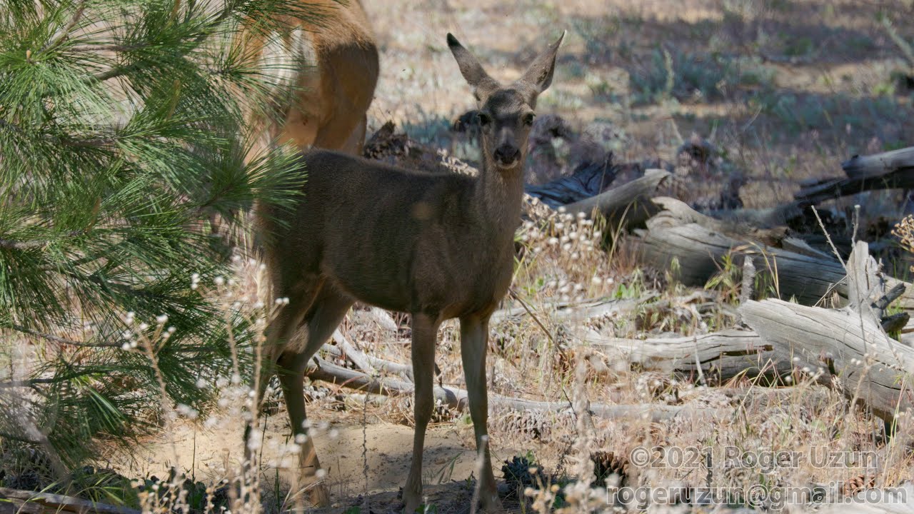 HDObservations : Mule Deer (4K UHD)