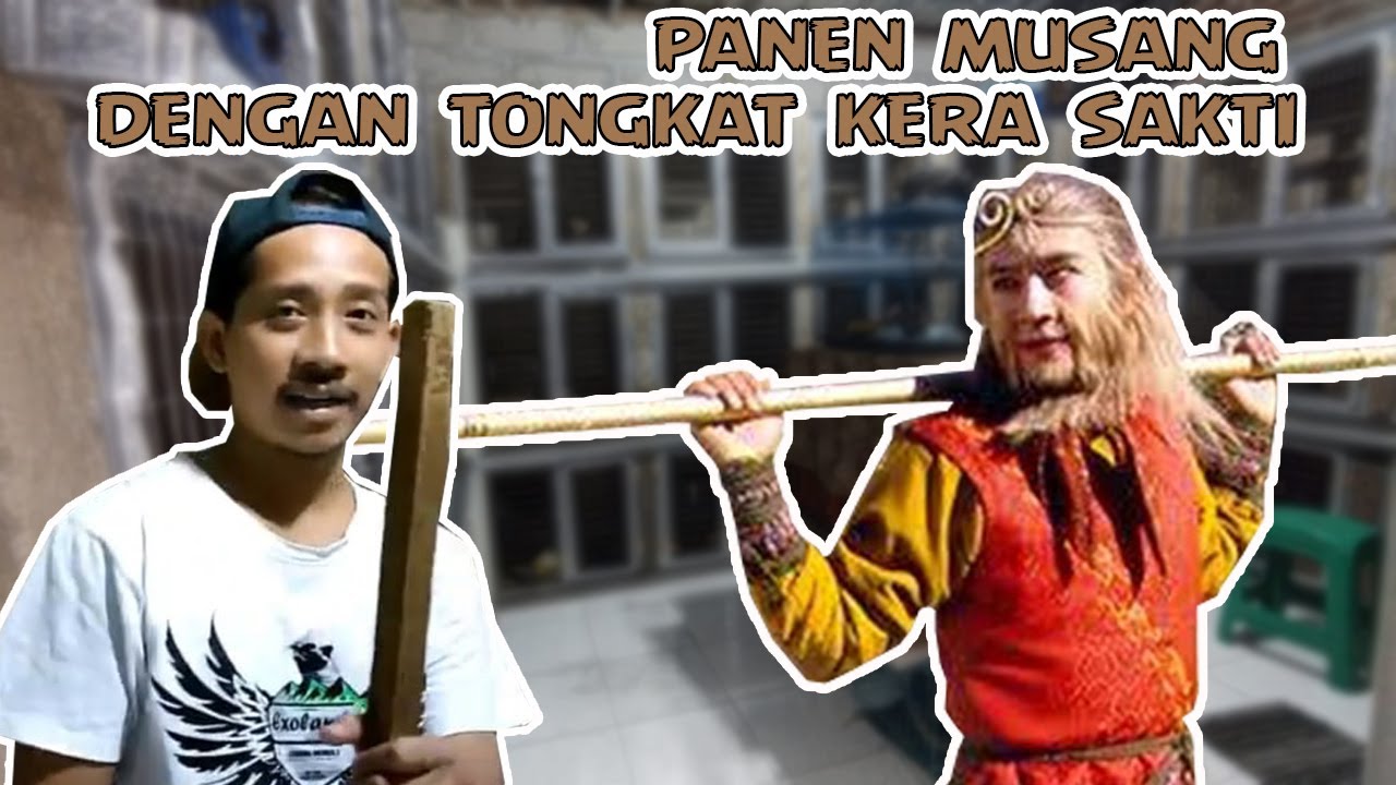 APA JADI NYA ???? MUSANG PLATINUM MOZAIK BETINA X MUSANG PLATINUM MOZAIK JANTAN