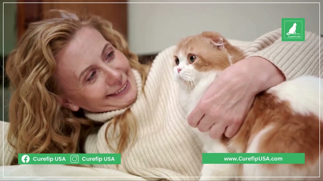 Is FIP Contagious To Other Cats?