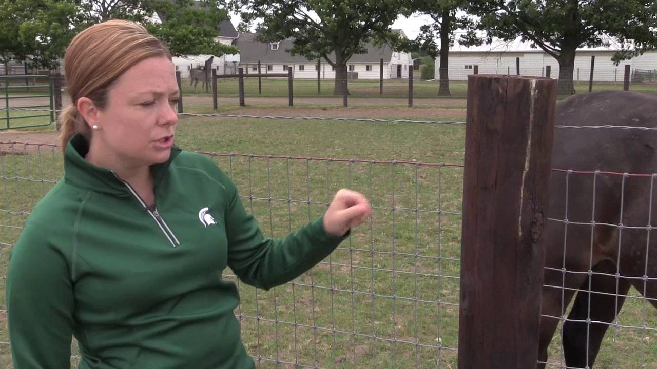 Pros and Cons of No Climb Mesh Fencing